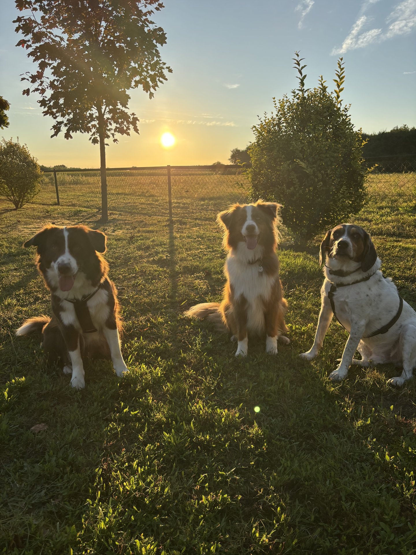 drei hunde sitzend vor einem sonnenuntergang mit büschen im hintergrund